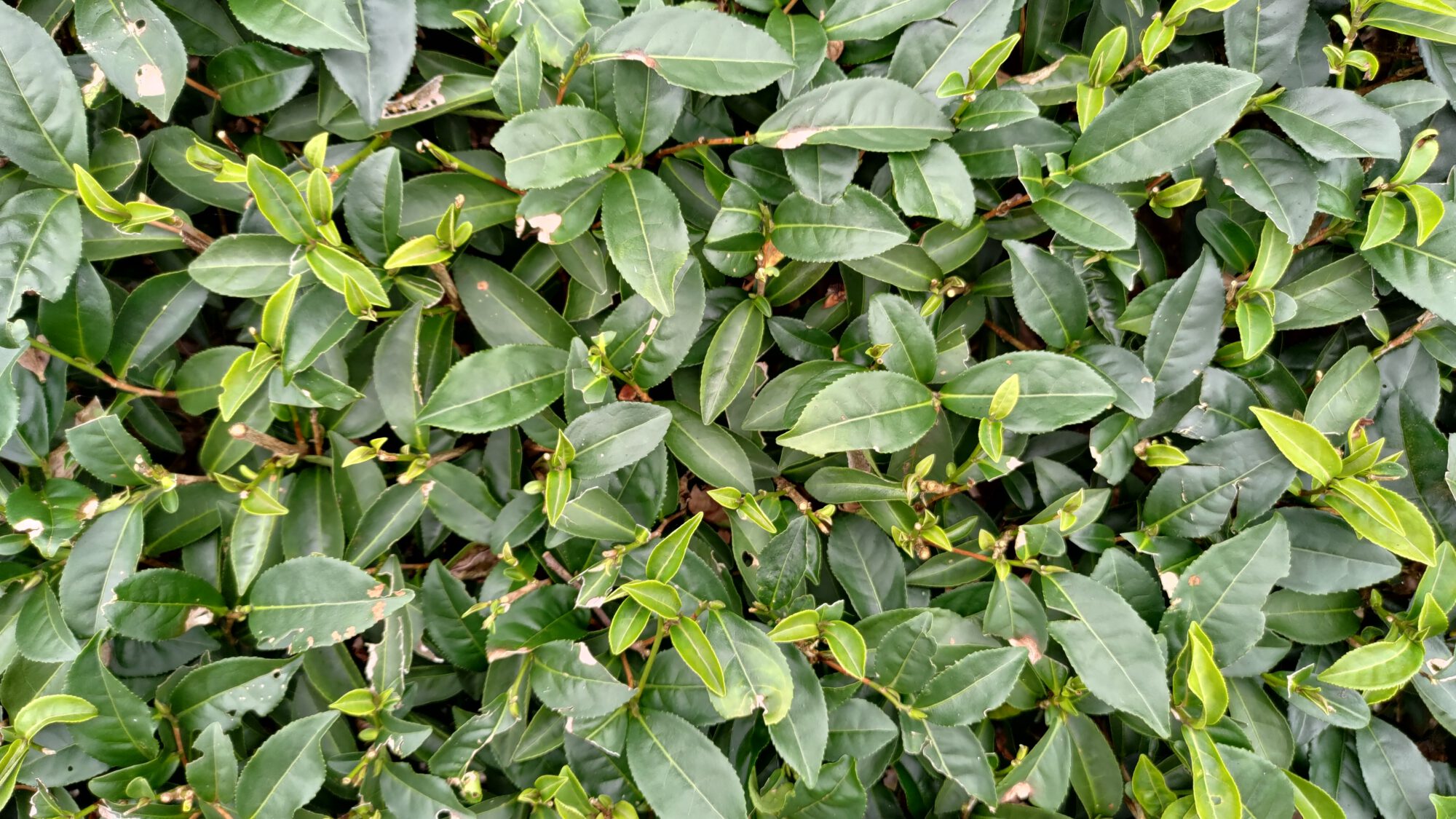 teaplants topview